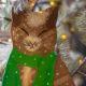 chats_peints_de_noel