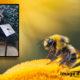 dmitry_grigoriev_unsplash-abeille_waremme_2