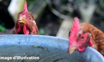 nicolas-brulois-unsplash_geer_poules_recyclage