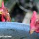 nicolas-brulois-unsplash_geer_poules_recyclage