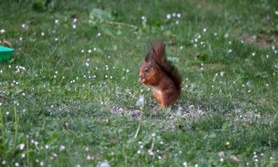 ecureuil_moxhe_jardin