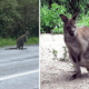wallaby-hannut