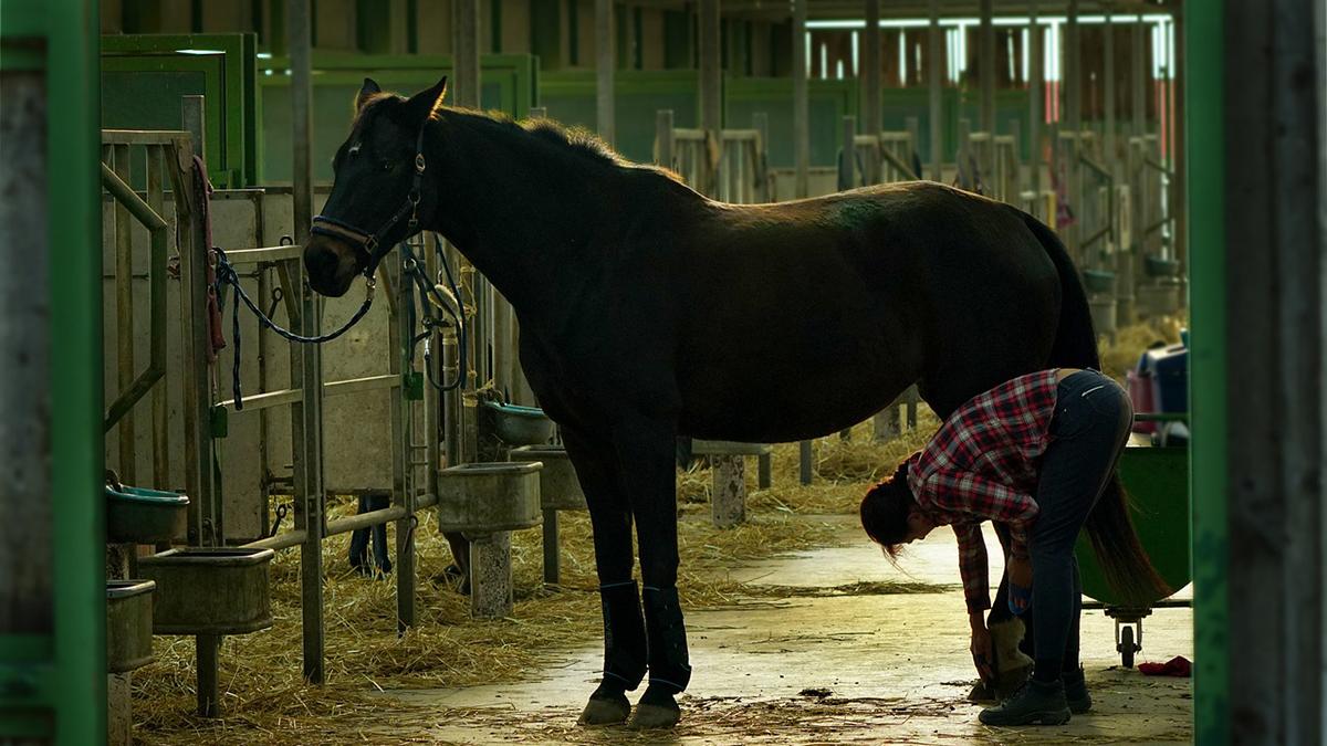 Chevaux