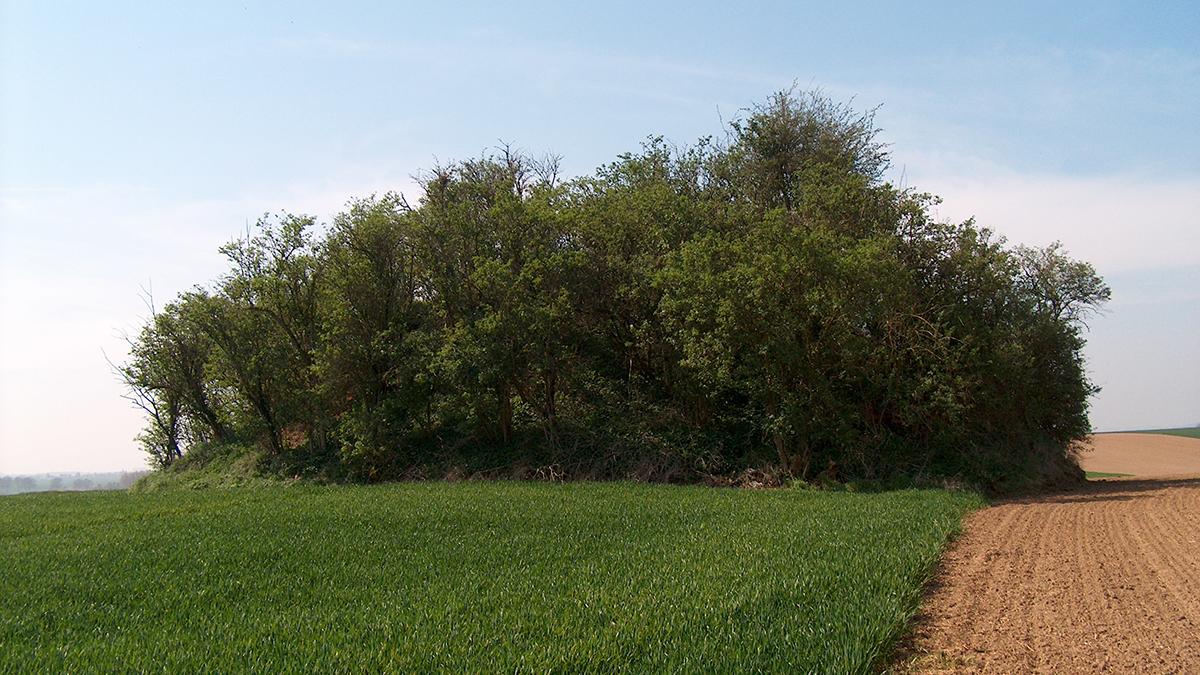 Tumulus_Avernas_Le_Bauduin