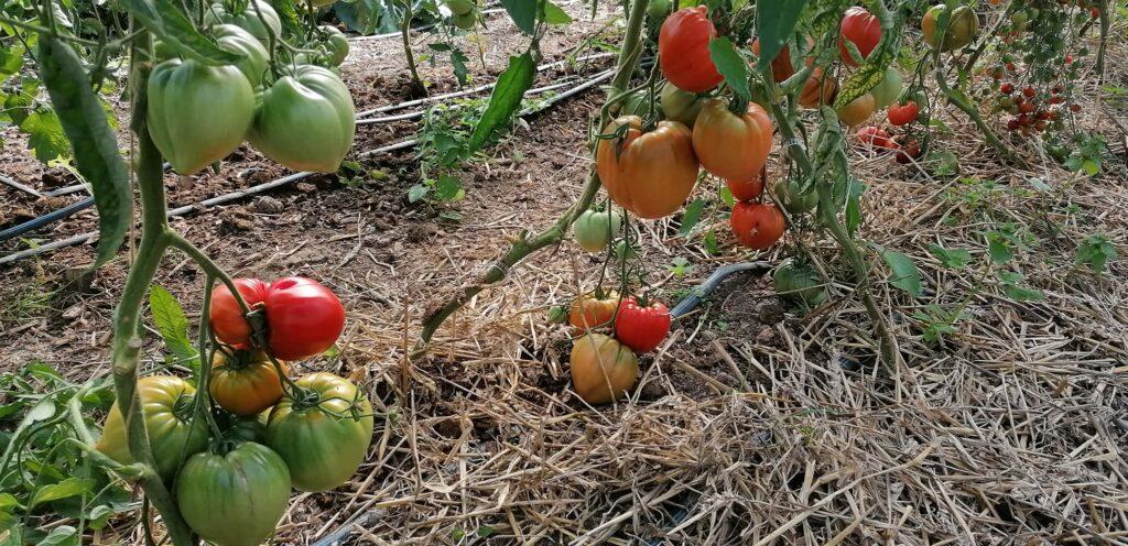 Ferme_Ciplet_Légumes 1