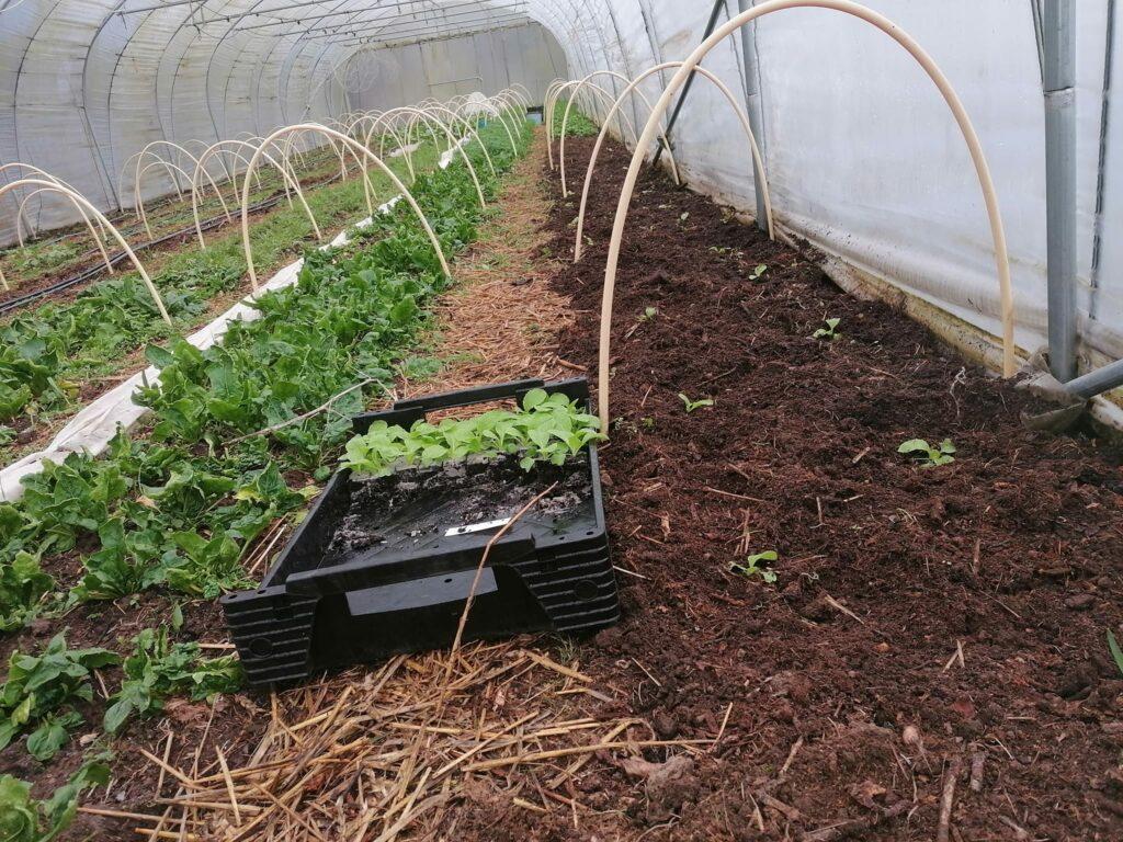 Ferme_Ciplet_Légumes 3