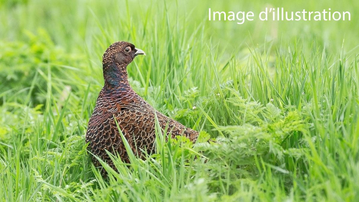 Oiseau_Avin_Balade