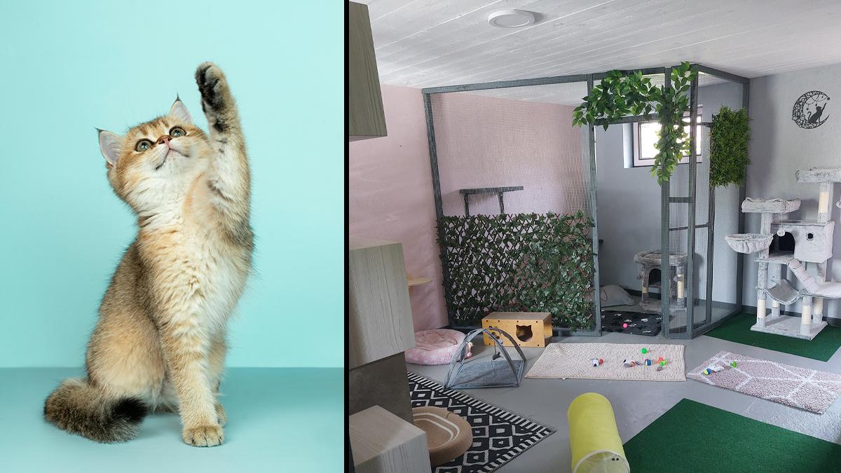 Cats_cottage_ville_en_Hebsaye