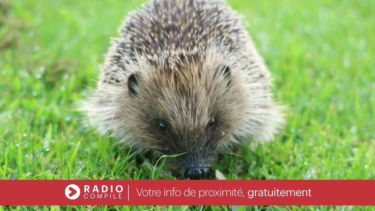 L’appel du CREAVES d'Andenne pour sauver des hérissons