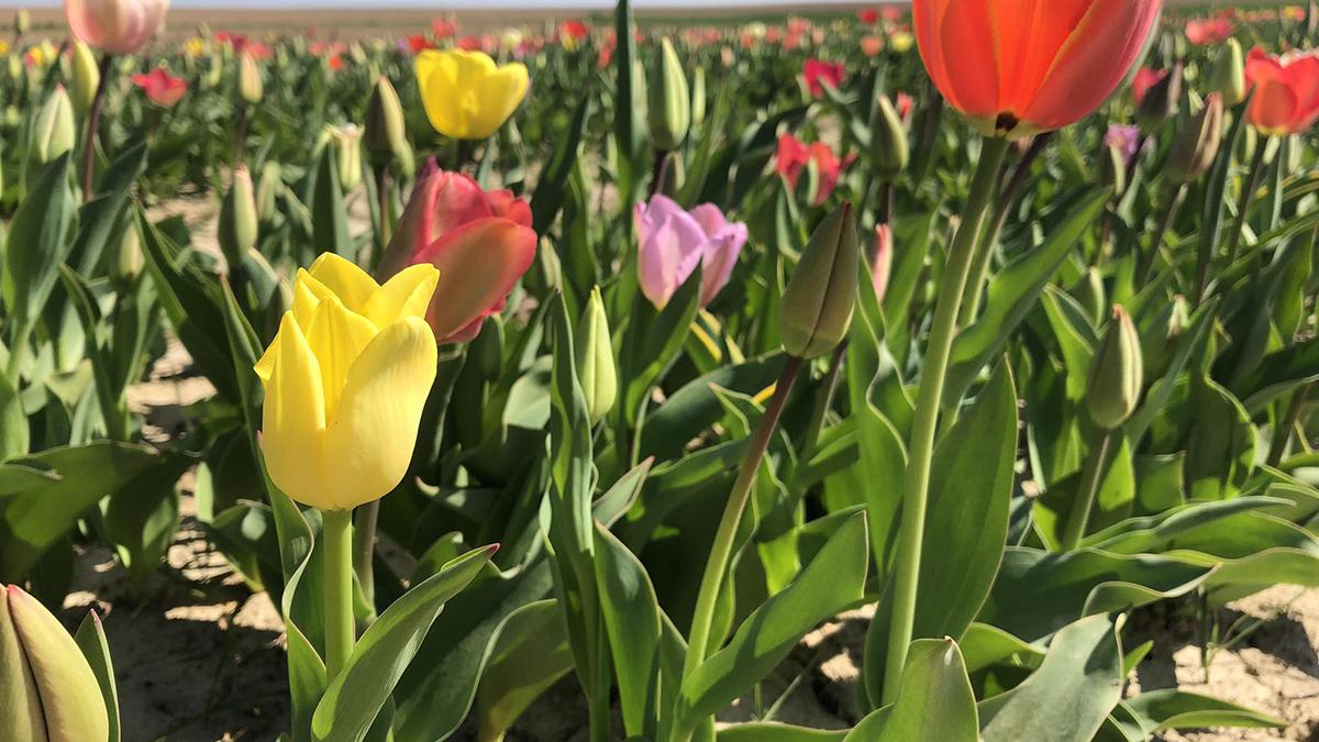 Champs_fleurs_Hannut
