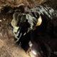 Grotte_scladina