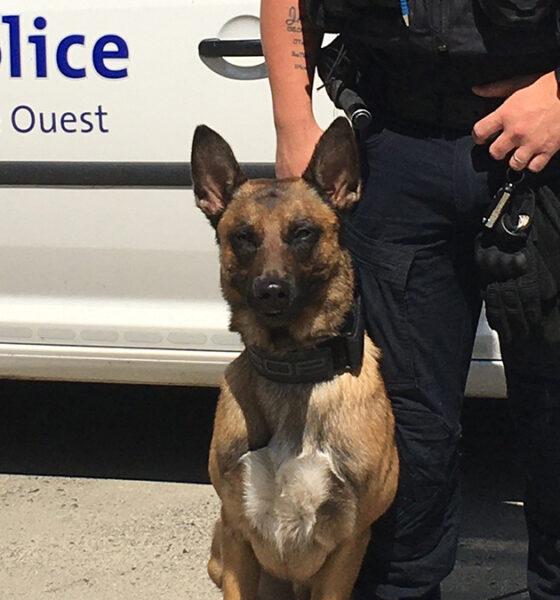 Chien_police_hesbaye_ouest