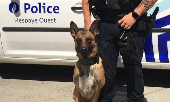 Chien_police_hesbaye_ouest