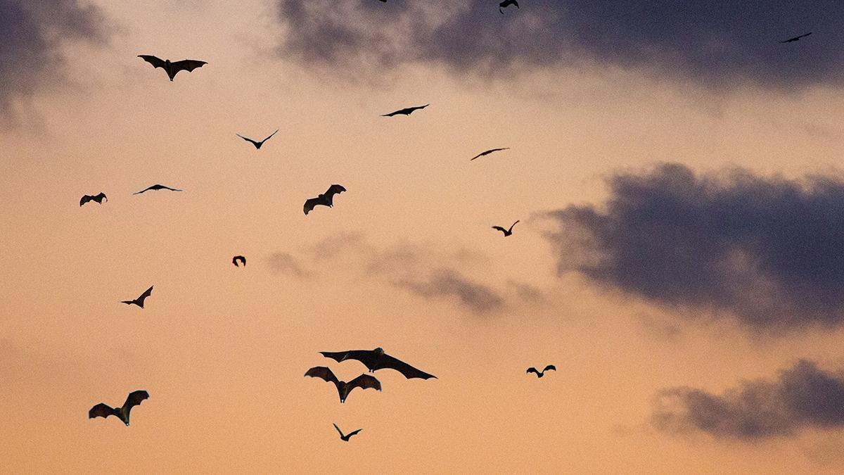 chauves_souris_hannut
