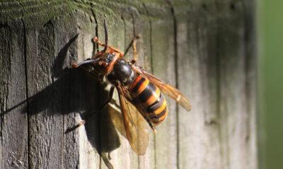 Frelon_asiatique_Burdinne