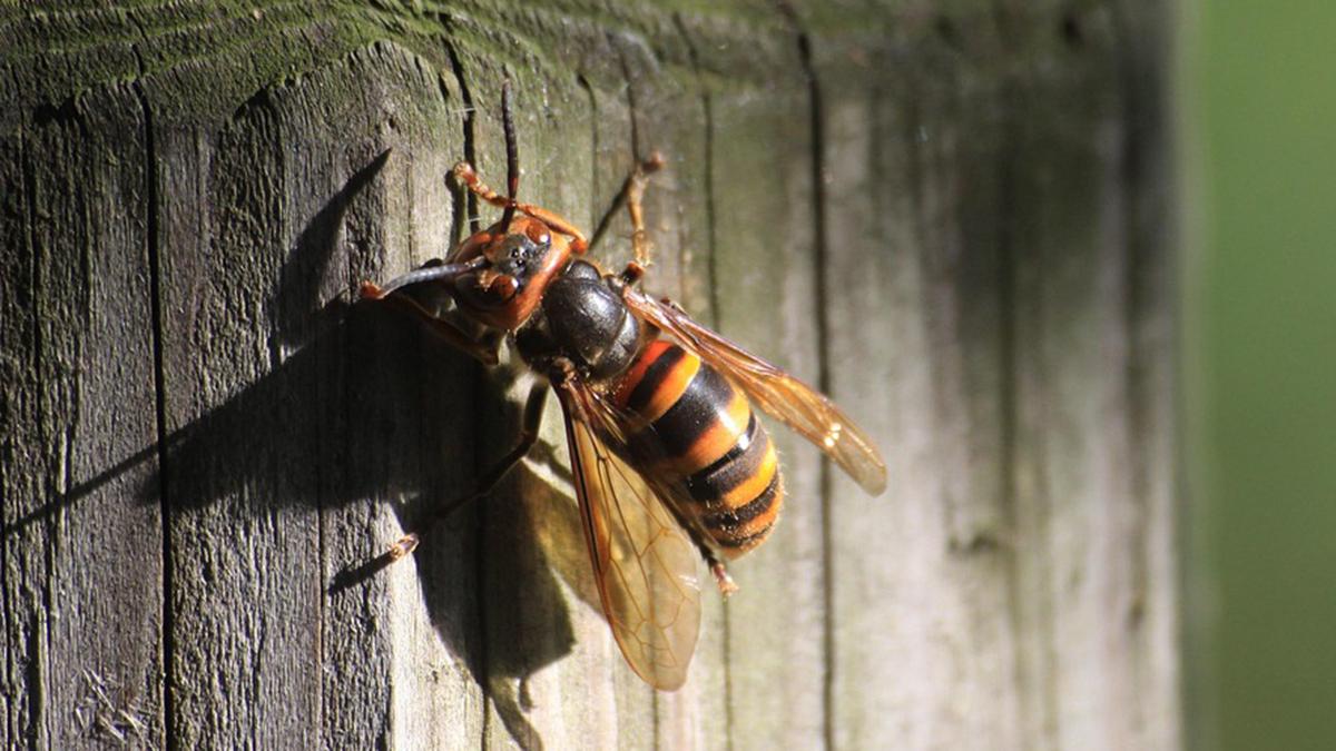 Frelon_asiatique_Burdinne