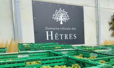 Domaine_hêtres_berloz
