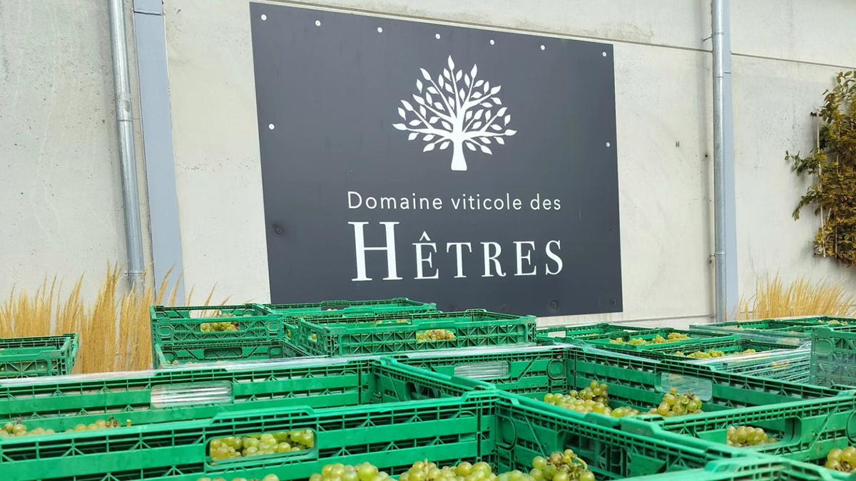 Domaine_hêtres_berloz