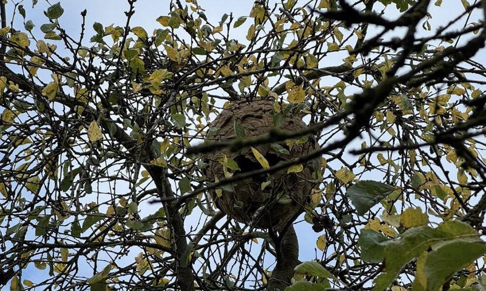 Frelon_Asiatique_bertrée