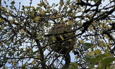 Frelon_Asiatique_bertrée