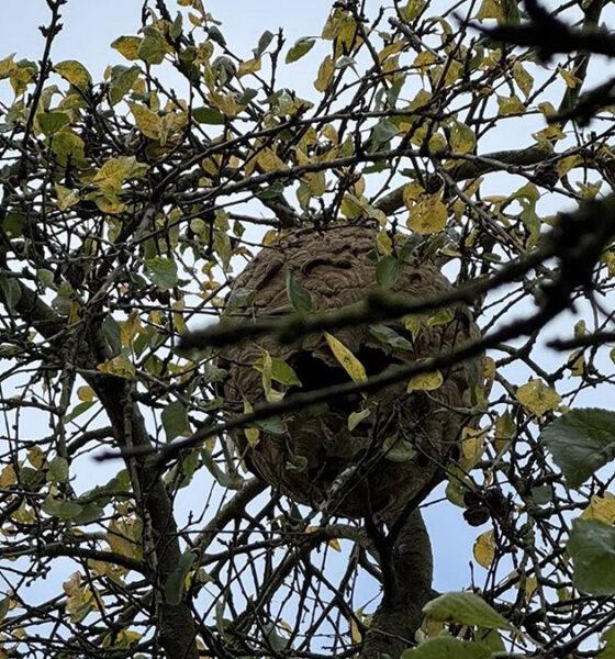 Frelon_Asiatique_bertrée
