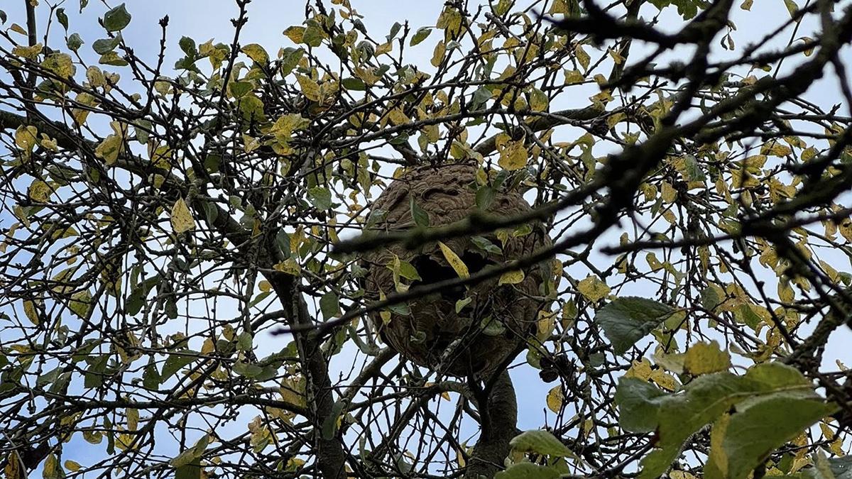 Frelon_Asiatique_bertrée