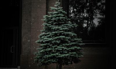 Lancer_sapins_Blehen