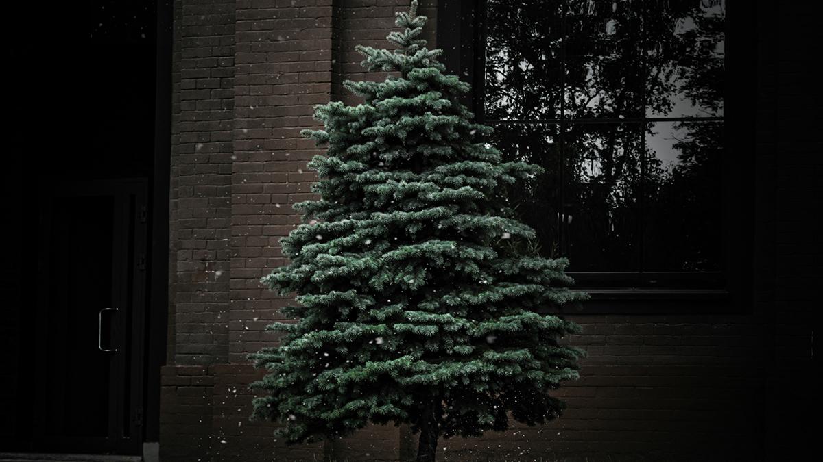 Lancer_sapins_Blehen