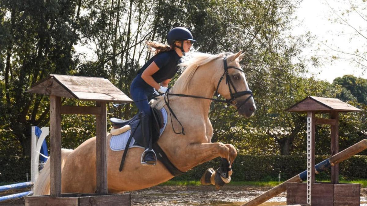 Concours_equestre_Hannut