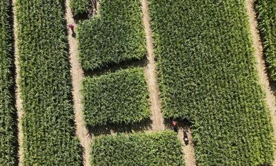 Labyrinthe_Hannut_2026