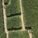 Labyrinthe_Hannut_2026