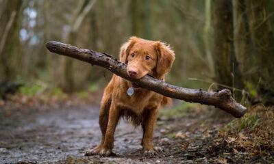 Chien_occupation