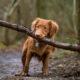 Chien_occupation
