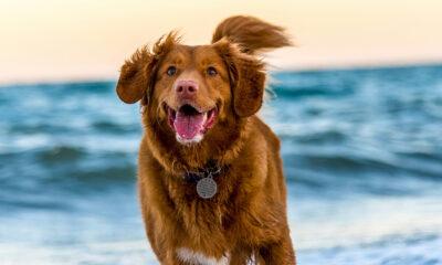 chiens_conseil