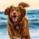 chiens_conseil