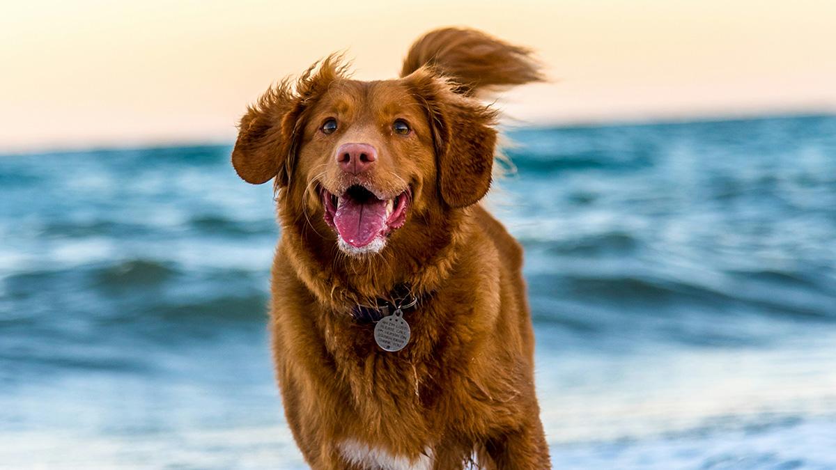 chiens_conseil